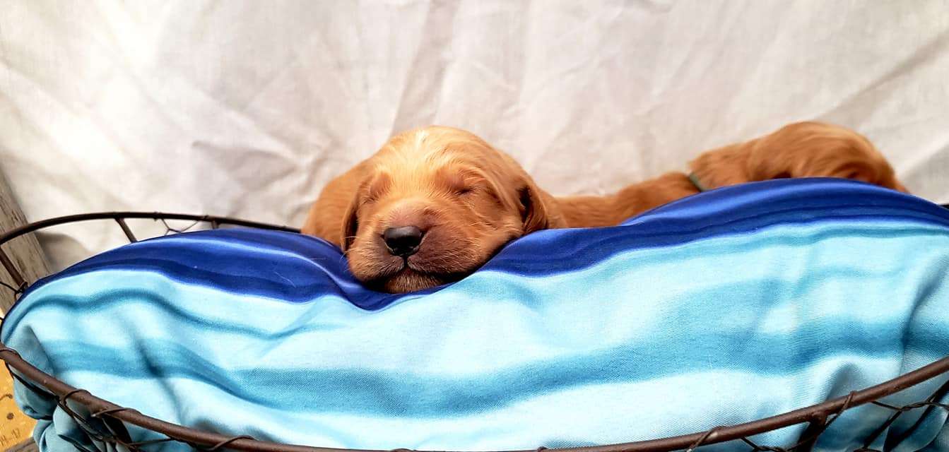 Puppies