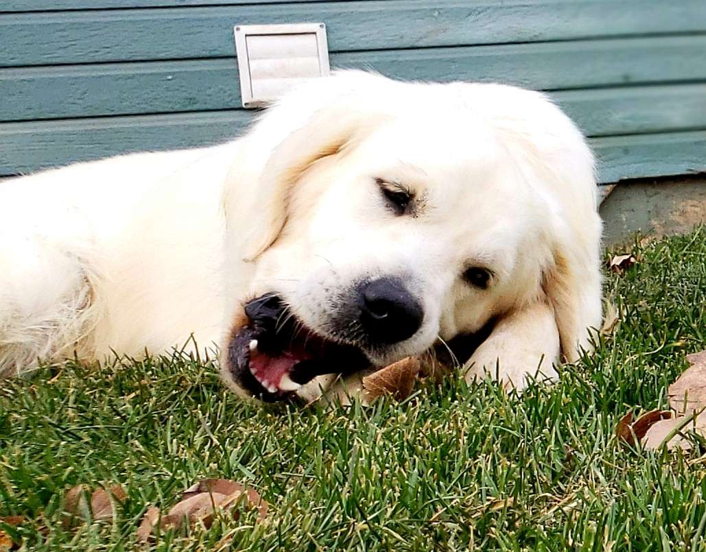 Golden Retrievers