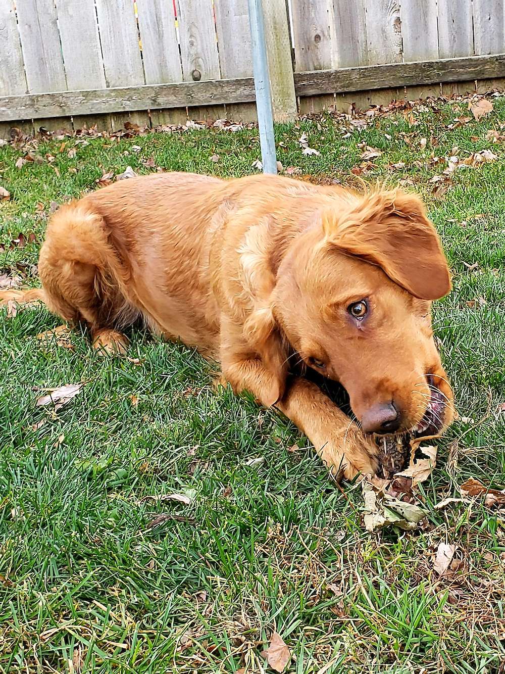 Daisy Mae