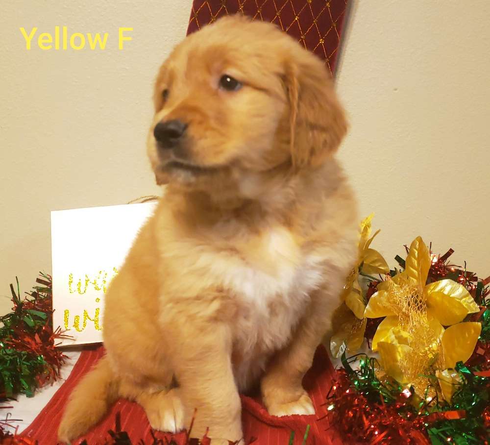 Lilly and Murphy puppies at six weeks