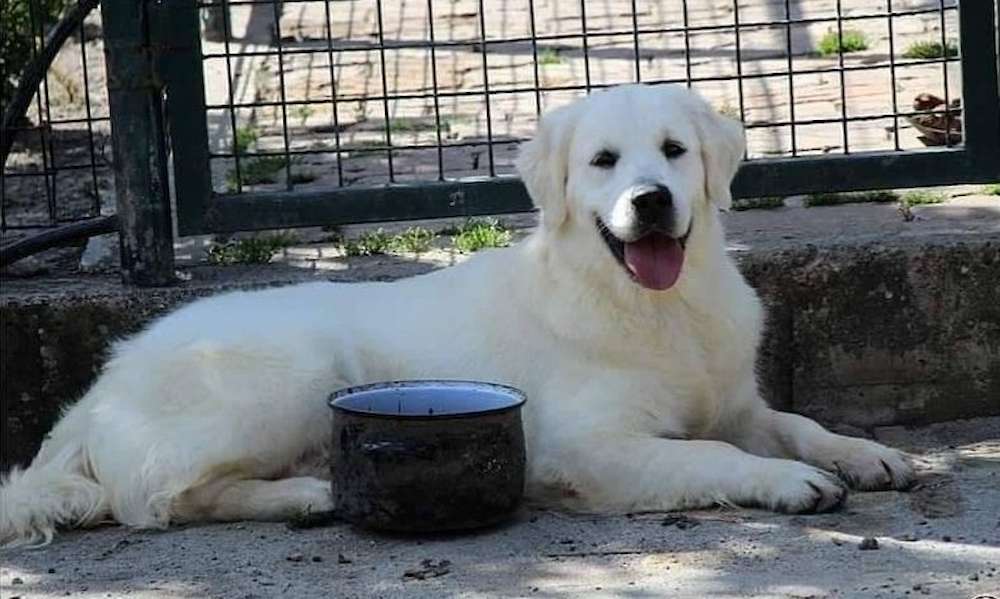Jasper has been placed in a guardian home