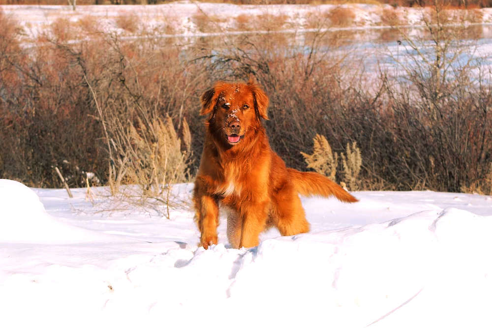 We have a spring litter planned!