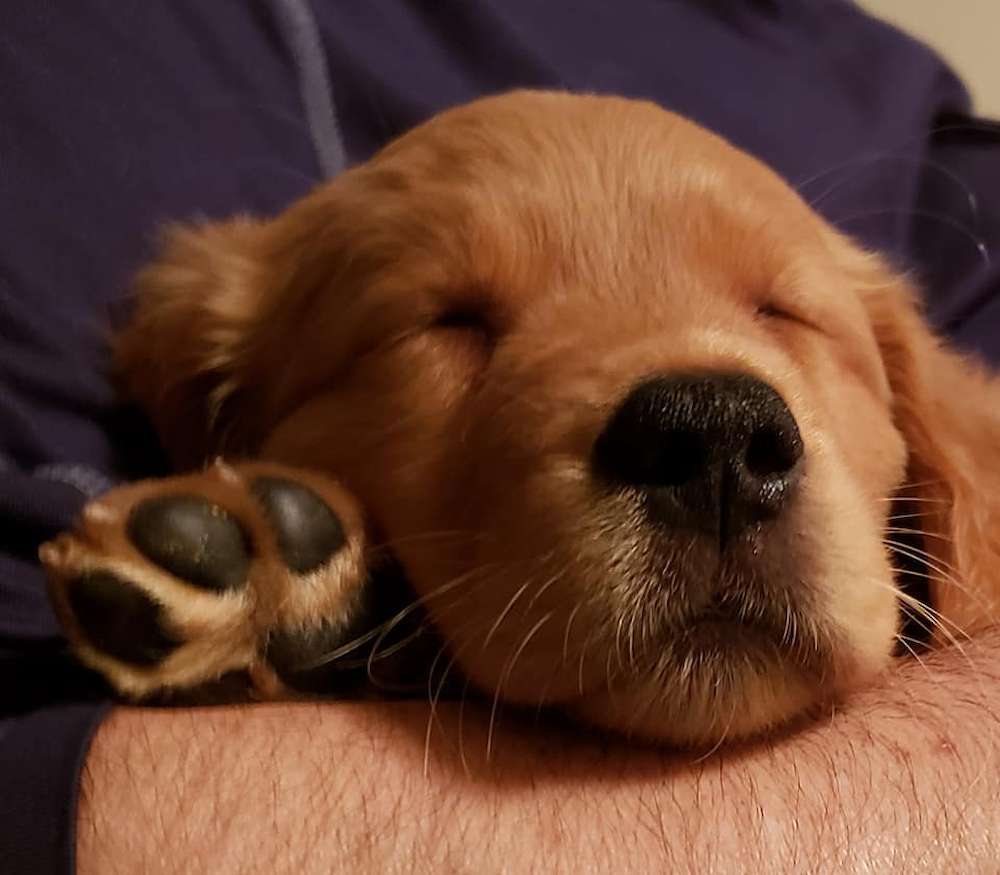 Planned 2020 litter for Lilly