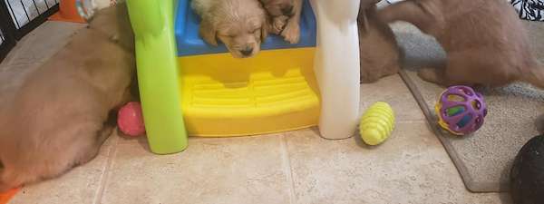 Lilly/Murphy Litter